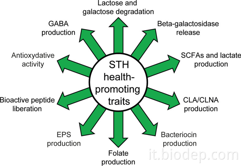 Streptococcus thermophilus3